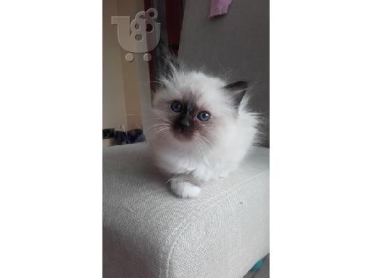 birman x ragdoll